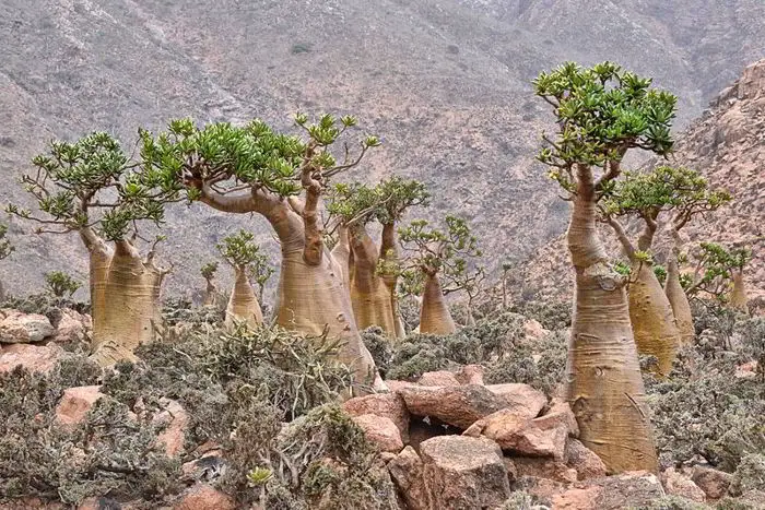 Socotra: The Strange Island of Strange Plants 4 Rod Waddington/wikimedia