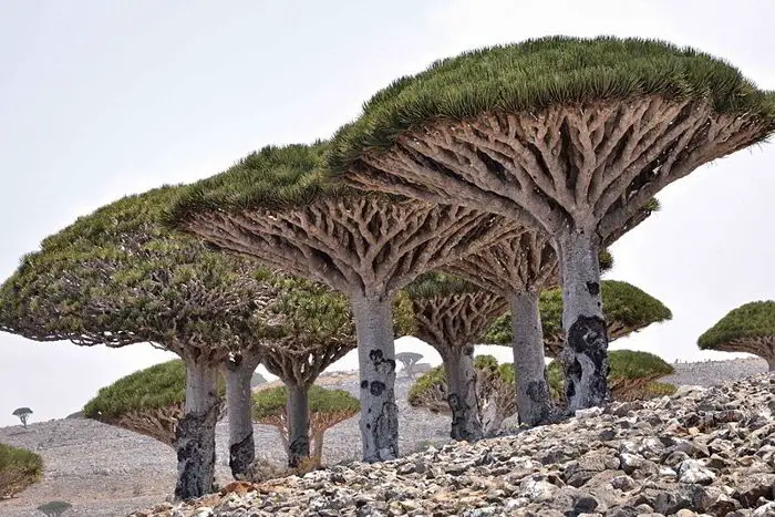 Socotra: The Strange Island of Strange Plants 3 Dragon's Blood Tree, Socotra Island/wikimedia