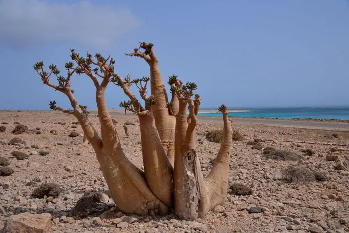 Socotra: The Strange Island of Strange Plants 5 Rod Waddington/flickr