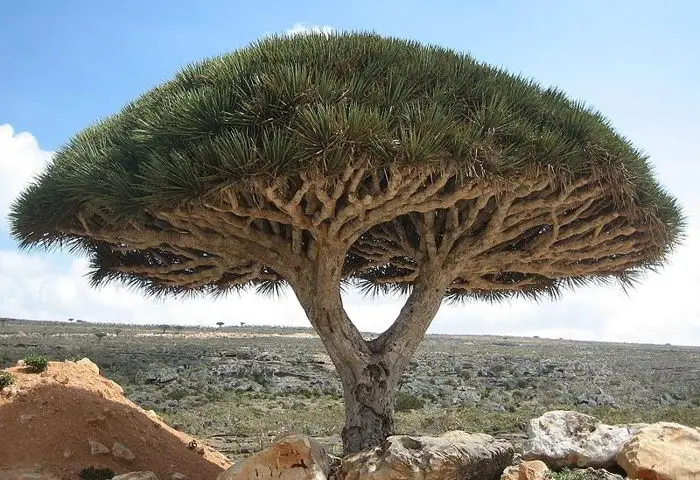 Socotra: The Strange Island of Strange Plants 2 Boris Khvostichenko