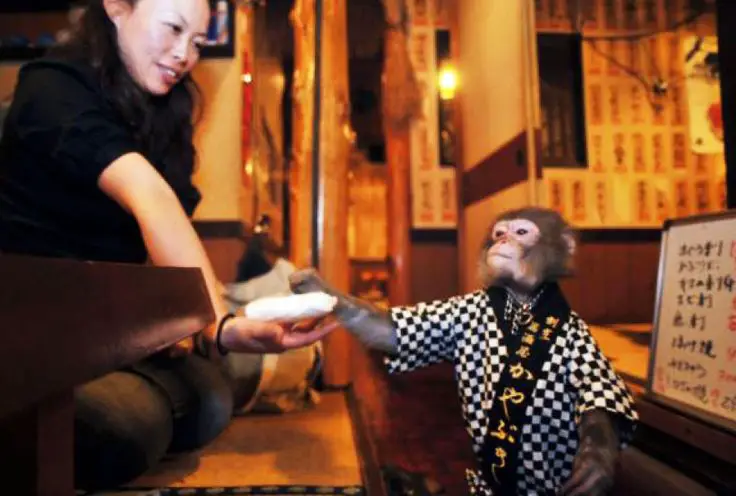 monkey as waiters