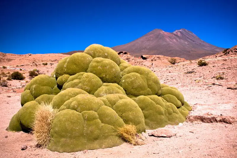Meet Yareta, A Plant That’s 3000 Years Old! 2 ©Pedro Szekely/flickr