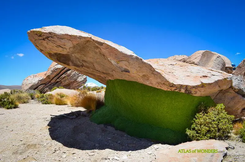 Meet Yareta, A Plant That’s 3000 Years Old! 4 yareta2