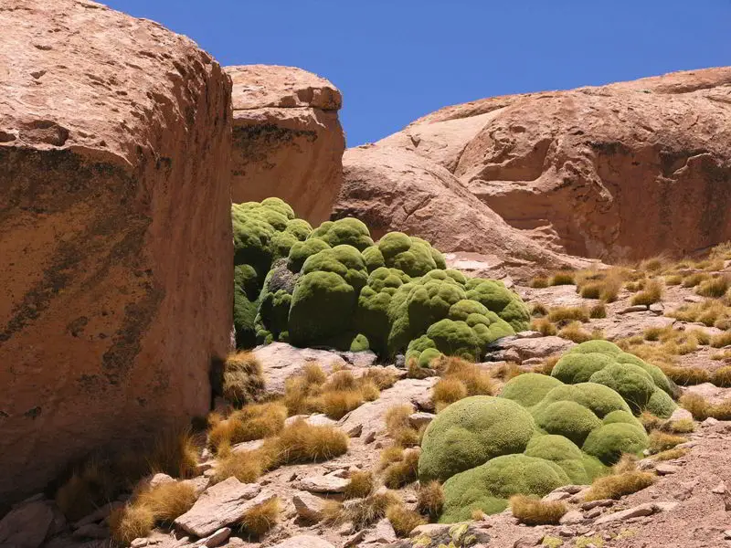 Meet Yareta, A Plant That’s 3000 Years Old! 5 yareta3