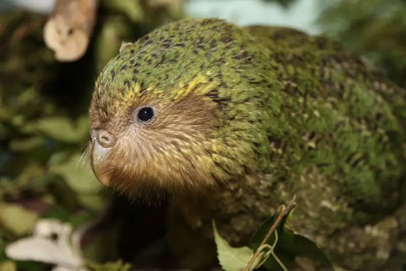 Meet Kakapo, the Largest Parrot in the World