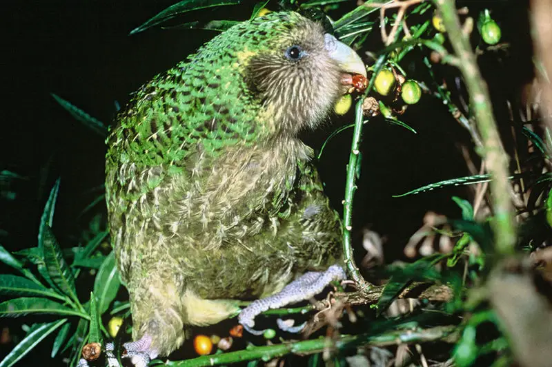 Meet Kakapo, the Largest Parrot in the World