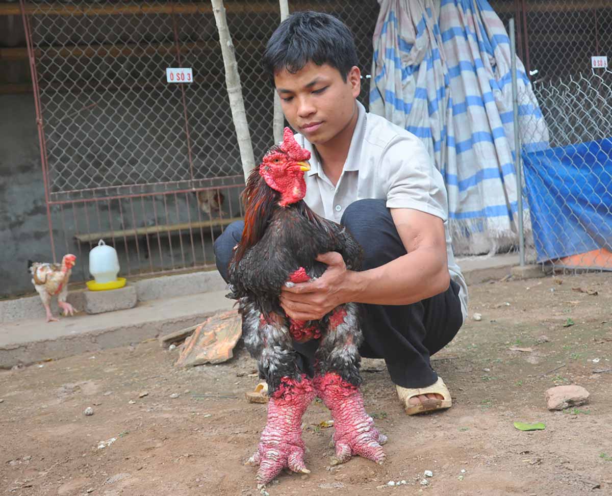 This Chicken Breed Has WEIRD Legs! 7 Dong Tao Chicken