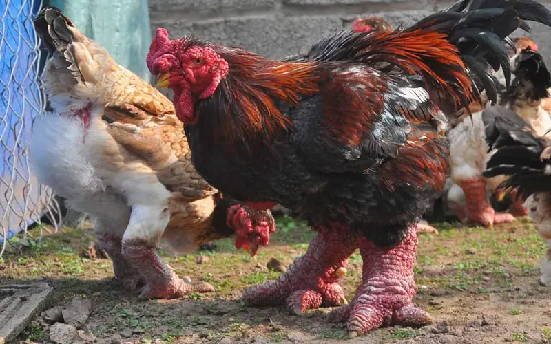 This Chicken Breed Has WEIRD Legs! 2 Dong Tao Chicken
