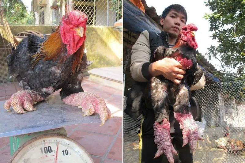 This Chicken Breed Has WEIRD Legs! 8 Dong Tao