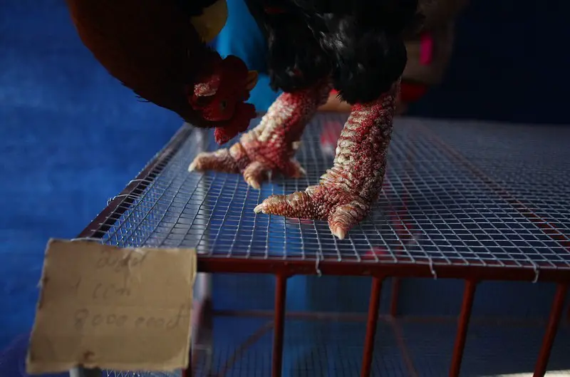 This Chicken Breed Has WEIRD Legs! 4 Dong Tao Chicken