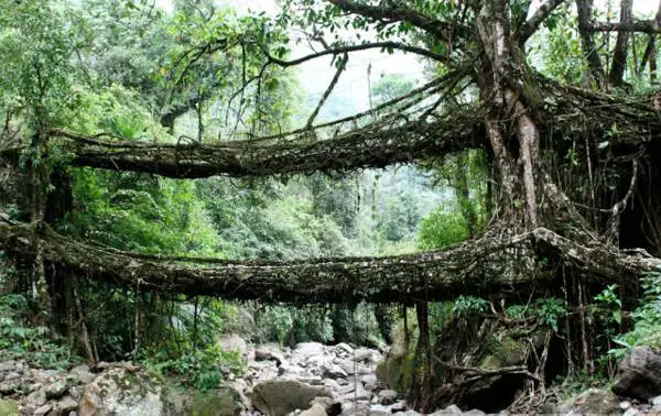 There is a tribe in India that has passed down for generations the art of manipulating tree roots